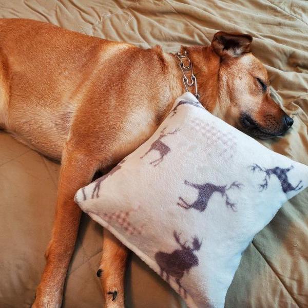 Snugglehead Dog Pillow Cover for dogs, Super soft, fleece, flannel, dog